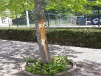 Danneggiamenti e atti vandalici al parco comunale